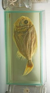 In Spiritus präparierter Tiefseefisch. Bild: Pengo / wikipedia.org